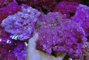 Cured Real Reef Shelf Rock - Real Reef Shelf