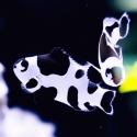 Black Storm Ocellaris Clown - Amphiprion ocellaris 