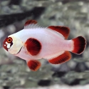 Gold Nugget Maroon Clownfish - Premnas biaculeatus