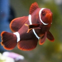 Maroon Clownfish - Premnas biaculeatus