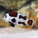 Mocha Storm Ocellaris Clown - Amphiprion ocellaris