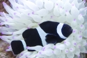 Ocellaris Black and White Clown - Amphiprion ocellaris