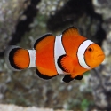 Ocellaris Clownfish - Amphiprion ocellaris 