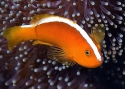 Orange Skunk Clownfish - Amphiprion sandaracinos 