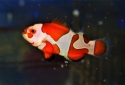 Orange Storm Ocellaris Clown - Amphiprion ocellaris 