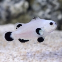 Snow Storm Ocellaris Clown - Amphiprion ocellaris