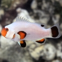 Snowflake Wyoming White Clown - Amphiprion ocellaris