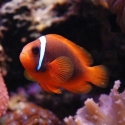 Tomato Clownfish - Amphiprion frenatus