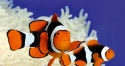 True Percula Clownfish - Amphiprion percula