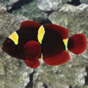Yellowstripe Maroon Clownfish - Premnas biaculeatus