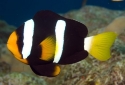 Clarkii Clownfish - Amphiprion clarkii