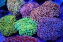 Hammer Coral - Euphyllia ancora