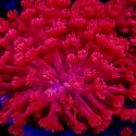 Goniopora Coral - Goniopora sp.