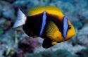 Bluestripe Clown - Amphiprion chrysopterus