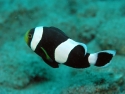 Black Saddle Back Clownfish - Amphiprion polymnus