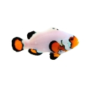 Flurry Clownfish - Amphiprion ocellaris