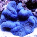 Carpet Anemone - Stichodactyla gigantea
