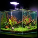 Dalua Dalua Illumagic Tini Freshwater LED Light