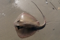 California Diamond Stingray (Hypanus dipterurus)