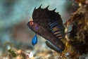 Gulf Signal Blenny (Emblemaria hypacanthus)