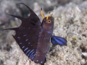 Gulf Signal Blenny (Emblemaria hypacanthus)