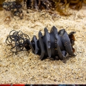 Horn Shark Egg-Heterodontus francisci