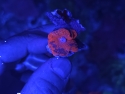 Aussie Ultra DeadPool Mushroom 3 Pack - Discosoma sp.