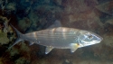 Bonefish (Albula vulpes)