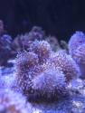 Aussie Fluffy Toadstool Leather Coral-Sarcophyton sp