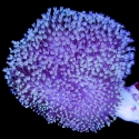 Aussie Fluffy Toadstool Leather Coral-Sarcophyton sp
