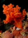Red Orange Silk Coral - Scleronephthya sp.