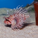 Mombasa Lionfish - Pterois mombasae