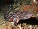 Coral Cat Shark (Atelomycterus marmoratus)