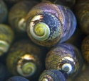 Margarita Snail (Margarites pupillus)