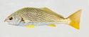 Yellowfin Croaker (Umbrina Roncador)