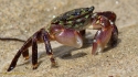 Striped Shore Crab-Pachygrapsus crassipes