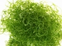 Chaetomorpha - Chaetomorpha linum