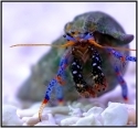 Blue Leg Reef Hermit Crab; Atl.; - Paguristes sp.