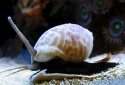 Nassarius Sand Snail - Nassarius sp.