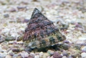 Astraea Snail - Lithopoma tectum