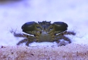 Emerald Crab - Mithraculus sculptus