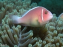 Pink Skunk Clownfish - Amphiprion perideraion