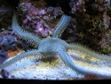 Green Brittle Starfish - Ophiarachna incrassata