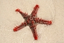Crimson Red Knob Sea Star, Africa - Protoreaster linckii