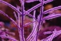 Cultured Gorgonian - Gorgonia sp.