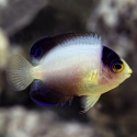 Multicolor Angelfish - Centropyge multicolor