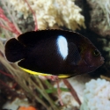 Tibicen Angelfish - Centropyge tibicen