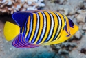 Yellow Belly Regal Angel - Pygoplites diacanthus