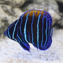 Majestic Angelfish - Pomacanthus navarchus