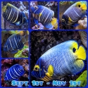Blueface Angelfish - Pomacanthus xanthometopon